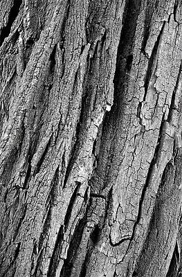 Leguminosae Bark Print