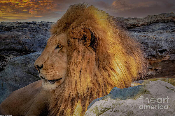 Lion Portrait Print