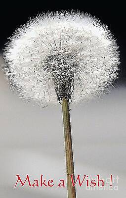 Make A Wish Print
