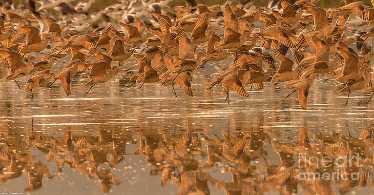 Marbled Godwits Abstract Print