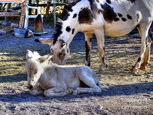 Oatman Burros Print