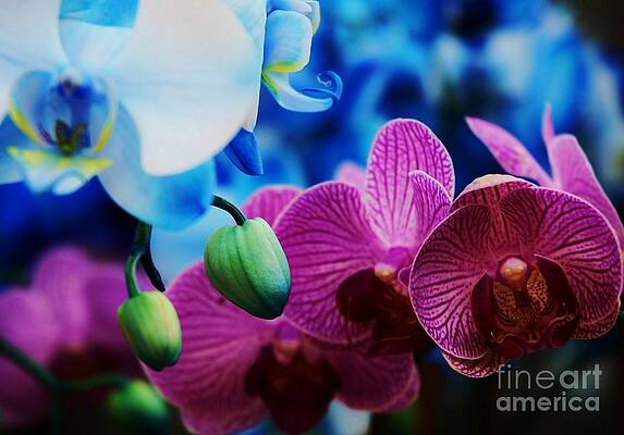 A Collection Of Orchids With Buds Print