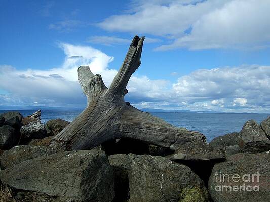 Pacific Northwest Seascape With Driftwood And Rocks Print