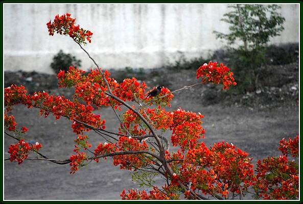 Perched Indian Robin On A Flowering Branch Print
