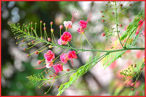 Pink Inflorescence Print
