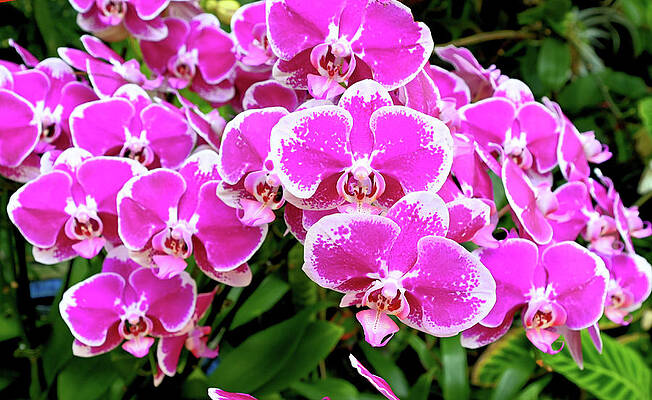 Purple Orchids With Many Flowers Print