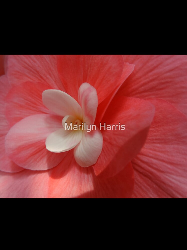 Begonia in Soft Shades of Red by Marilyn Harris