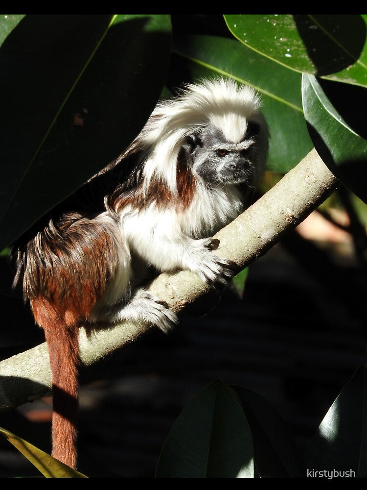 Cotton-top Tamarin by kirstybush