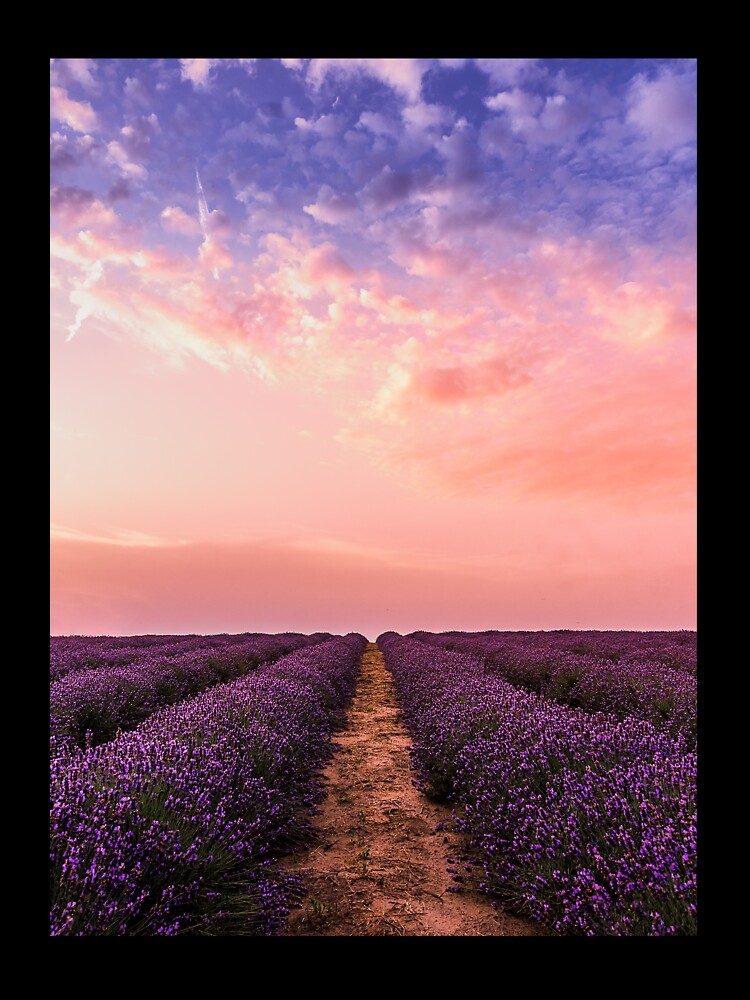 Beautiful Lavender Flower Fields by PotluckPrints