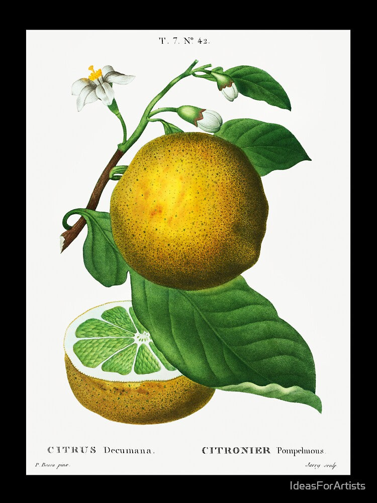 Retro Kitchen - Grapefruit by Inspirationmotivation