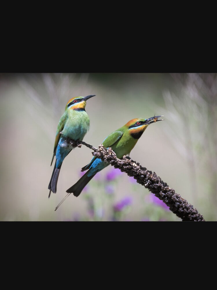 Pair of rainbow bee-eaters. Premium . by vieunmbelski