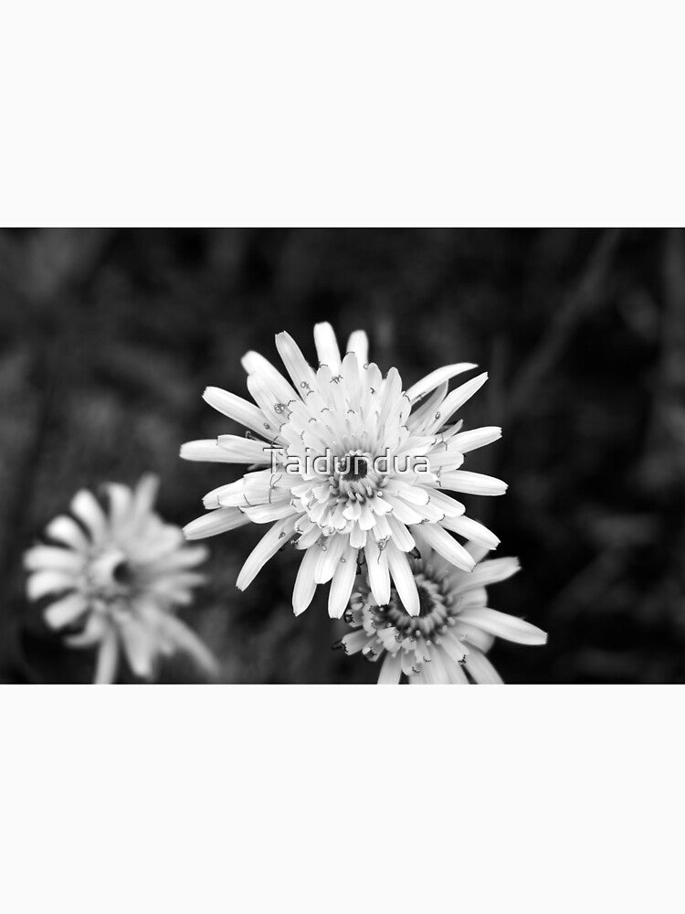 flower head by Taidundua