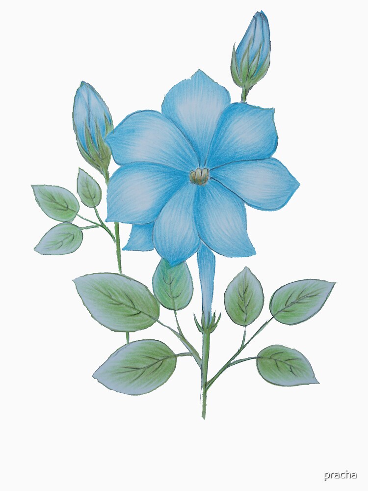 Flower 30 by pracha