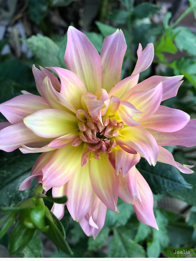 Mimi’s Beautiful Bloom by Jaa1ja
