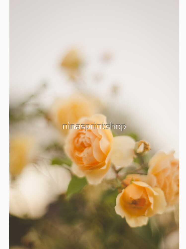 Soft yellow roses by ninasprintshop