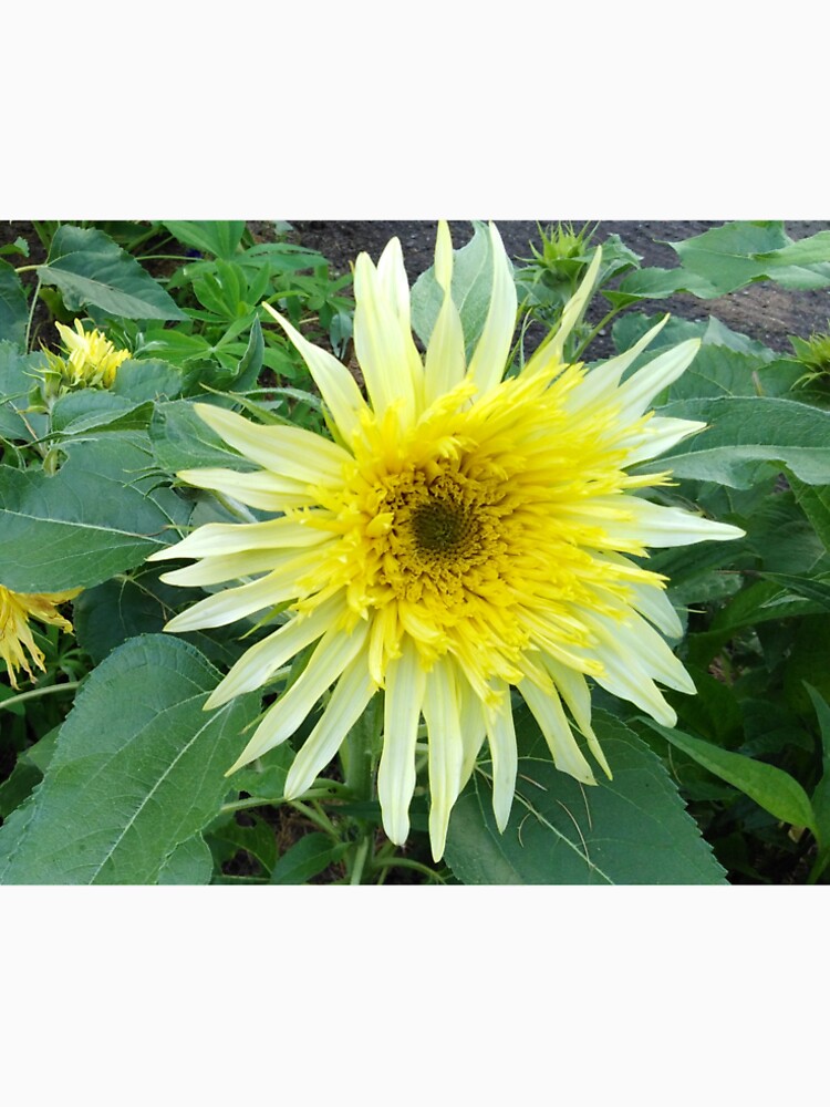 A simple yellow flower and I love it by Raigitam