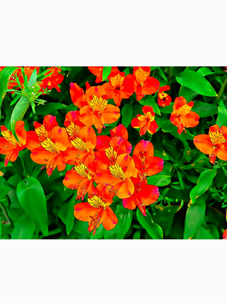 Vibrant Orange flowers summer pattern by santoshputhran