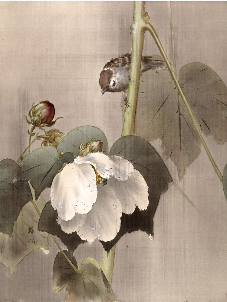 Cotton Rose Mallows in the Rain by Ktwop