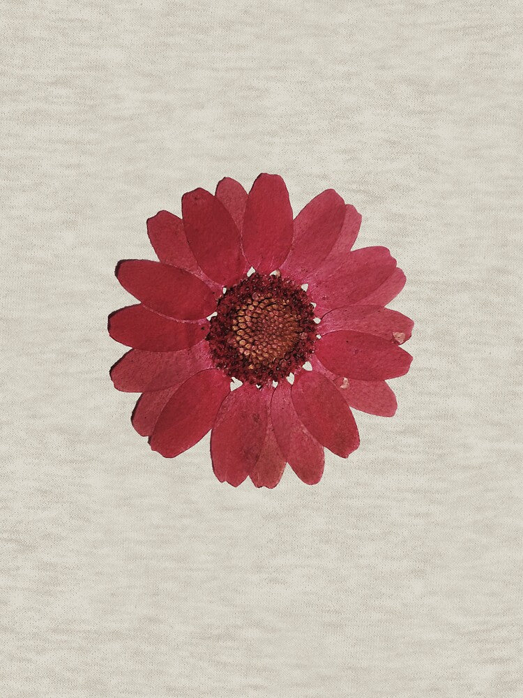 Pressed Red Daisy Botanical Flower sticker by sanjana8504