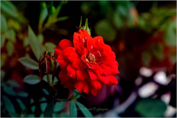 Raindrops On Red Print