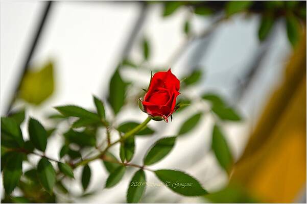 Red Ready To Bloom Print