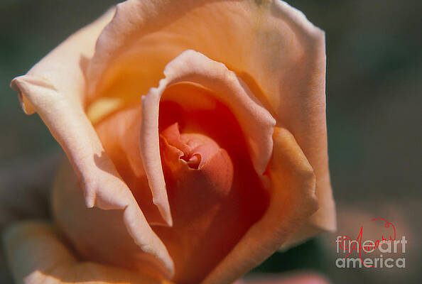 Rose Bonnet Print