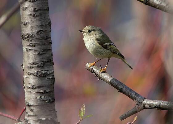 Ruby-crowned Kinglet In Spring Print