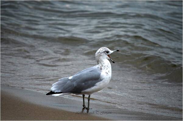 Sea Gull  Calling Print