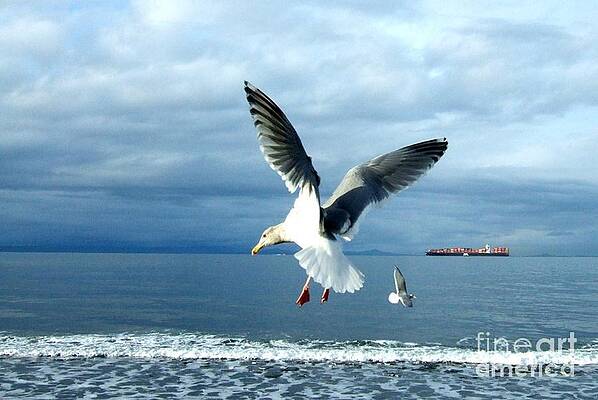 Seagulls In Flight Fowls Of The Air Print