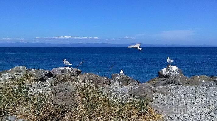 Seascape, Seagulls And Rocks On The Ediz Hook Jetty Port Angeles Washington State Print