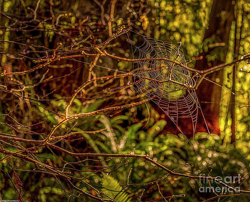 Spiderweb Abstract Print