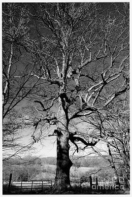 Spooky Tree Print