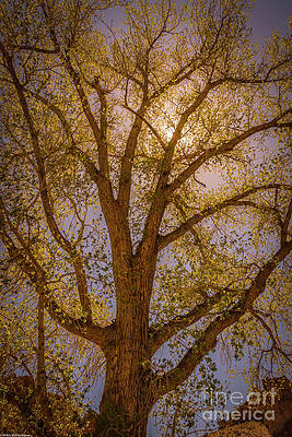 Spring Cottonwood Print