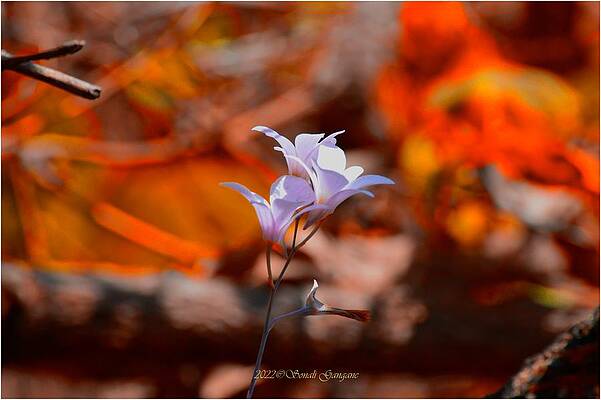 Springing  Trio Print