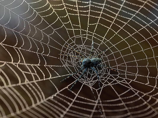 Strands Of Life Print