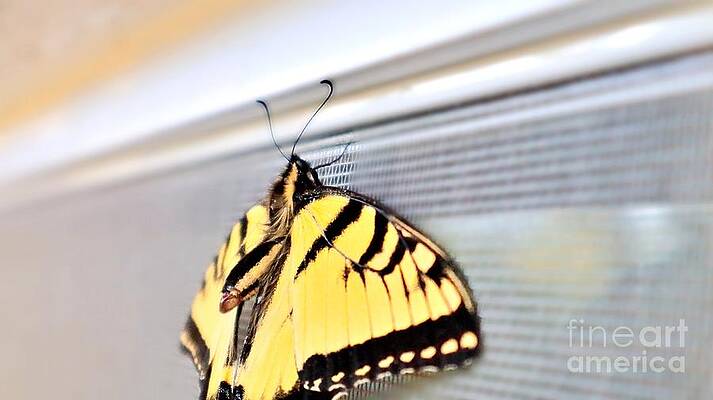 Window Whimsy Tiger Swallowtail Butterfly At Rest Print