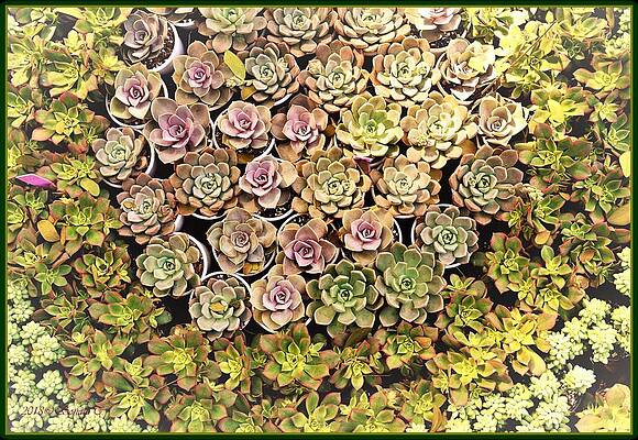 Succulent 2 Print