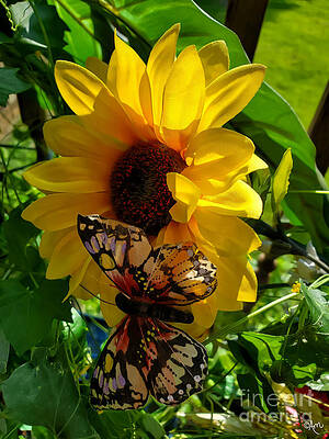 Sunflower And Butterfly Print