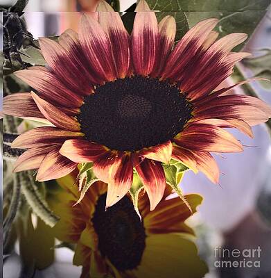 Sunflower Beauty Print