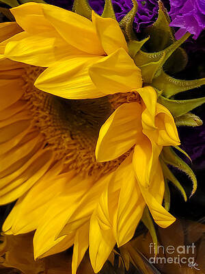 The Shy Sunflower Print