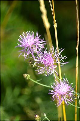 Three Thistle Flowers Print