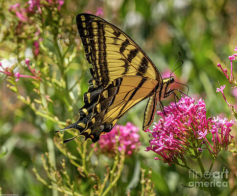 Two Tailed Swallowtail Print