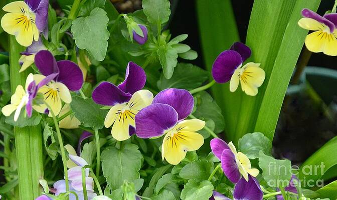 Vine Of Pansies Print