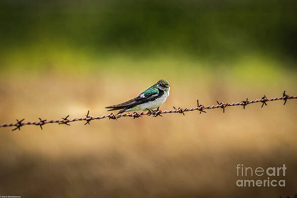 Violet Green Swallow Print
