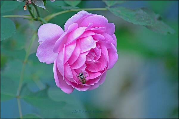 Visitor On A Pink Rose Print