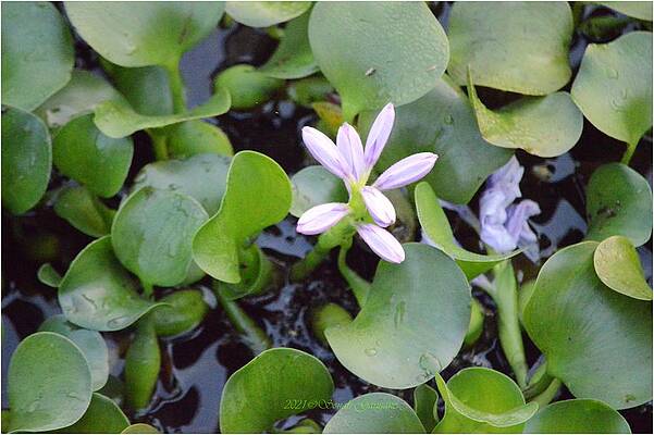 Water Hyacinth Print