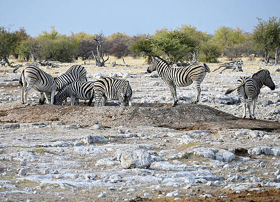 Zebra Herd At And In The Waterhole In Namibia Africa Print