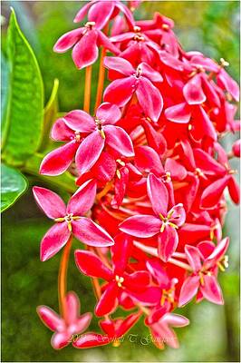 Wet Indian Jasmine Print