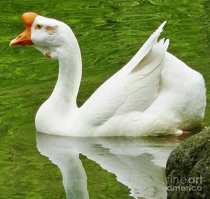 White Chinese Goose Print