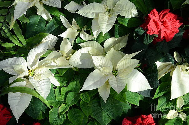 White With Red Print
